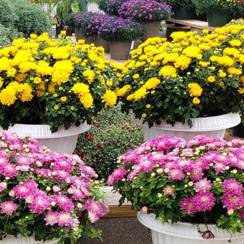 Special offers from Drew's Garden